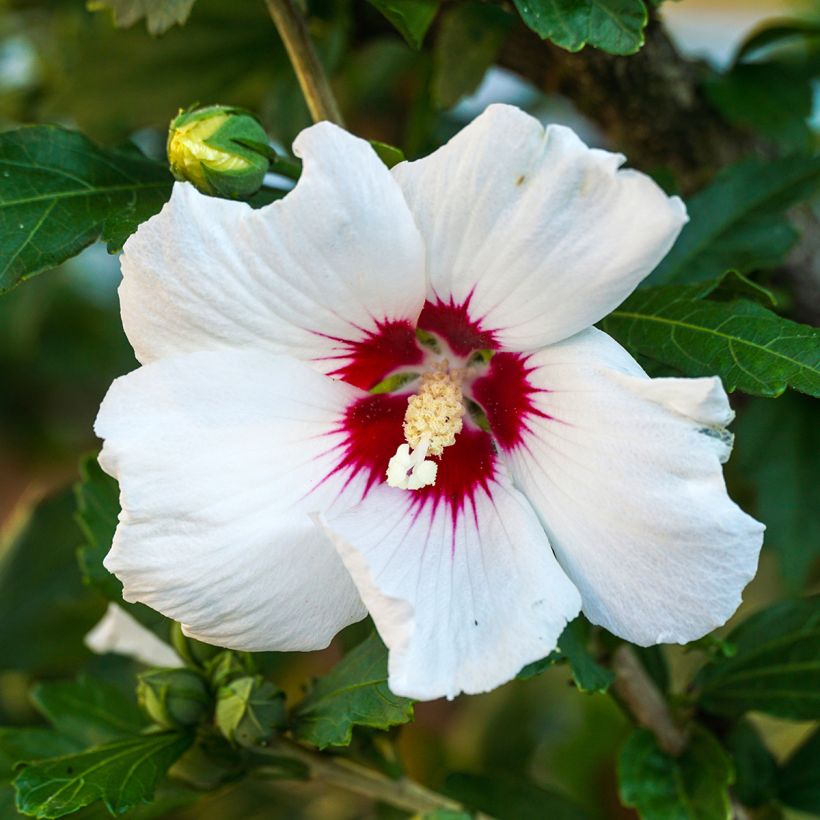 Hibiscus syriacus Red Heart - Tuinhibiscus (Bloei)