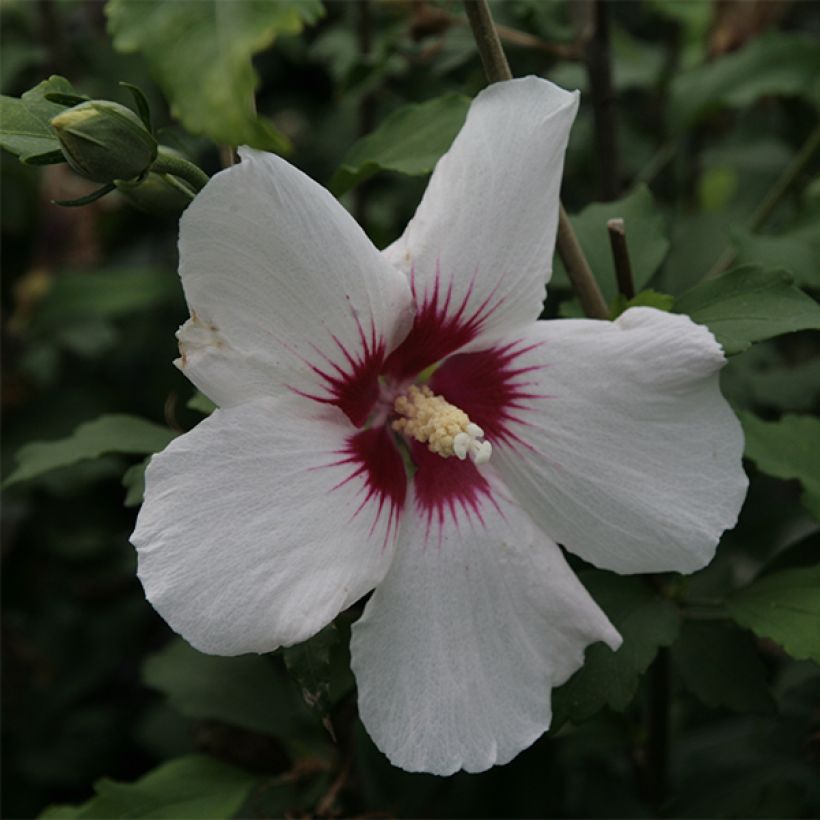 Hibiscus syriacus Shintaeyang - Tuinhibiscus (Bloei)