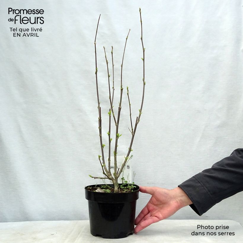 Exemplaar van Hibiscus syriacus Shintaeyang - Tuinhibiscus Pot van 3 l/4 l zoals geleverd in de lente