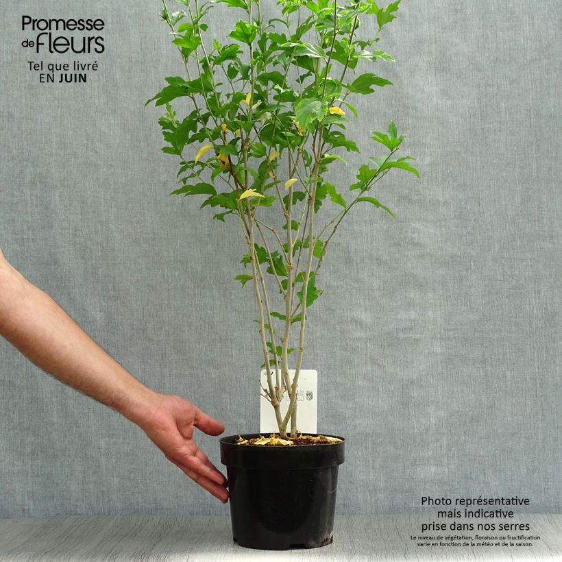 Exemplaar van Hibiscus syriacus Shintaeyang - Tuinhibiscus Pot van 3 l/4 l zoals geleverd in de zomer