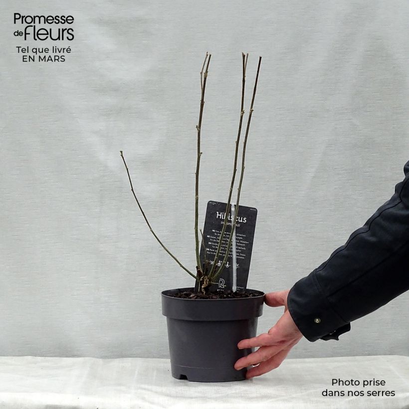 Example of Hibiscus syriacus Speciosus - Tuinhibiscus Pot van 2 l/3 l as you get in printemps