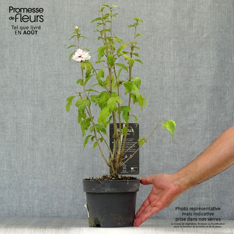 Exemplaar van Hibiscus syriacus Speciosus - Tuinhibiscus Pot van 2 l/3 l zoals geleverd in de zomer