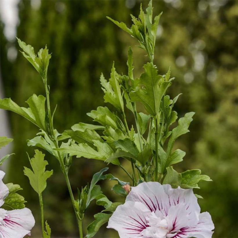 Hibiscus syriacus Starburst Chiffon - Tuinhibiscus (Blad)