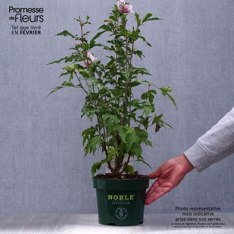 Exemplaar van Hibiscus syriacus Starburst Chiffon - Tuinhibiscus Pot van 3 l/4 l zoals geleverd in de herfst