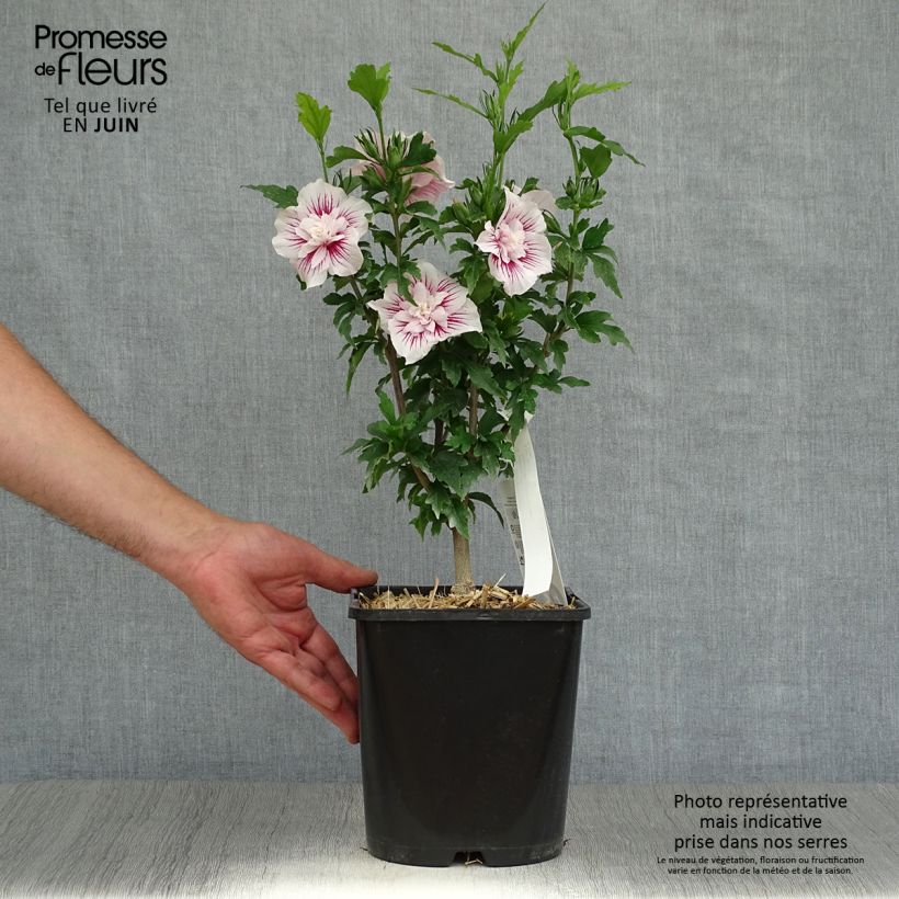 Exemplaar van Hibiscus syriacus Starburst Chiffon - Tuinhibiscus Pot van 3 l/4 l zoals geleverd in de zomer