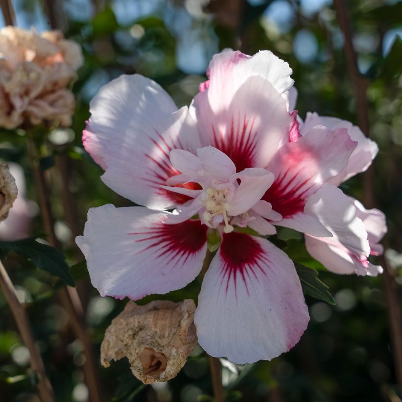 Hibiscus syriacus Starburst Chiffon - Tuinhibiscus (Bloei)