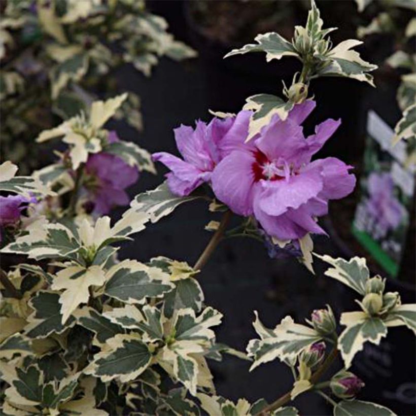Hibiscus syriacus Summer Ruffle - Tuinhibiscus (Blad)