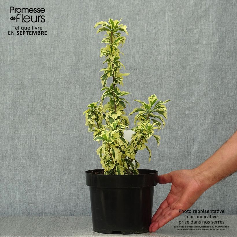 Exemplaar van Hibiscus syriacus Summer Ruffle - Tuinhibiscus Pot van 3 l/4 l zoals geleverd in de herfst