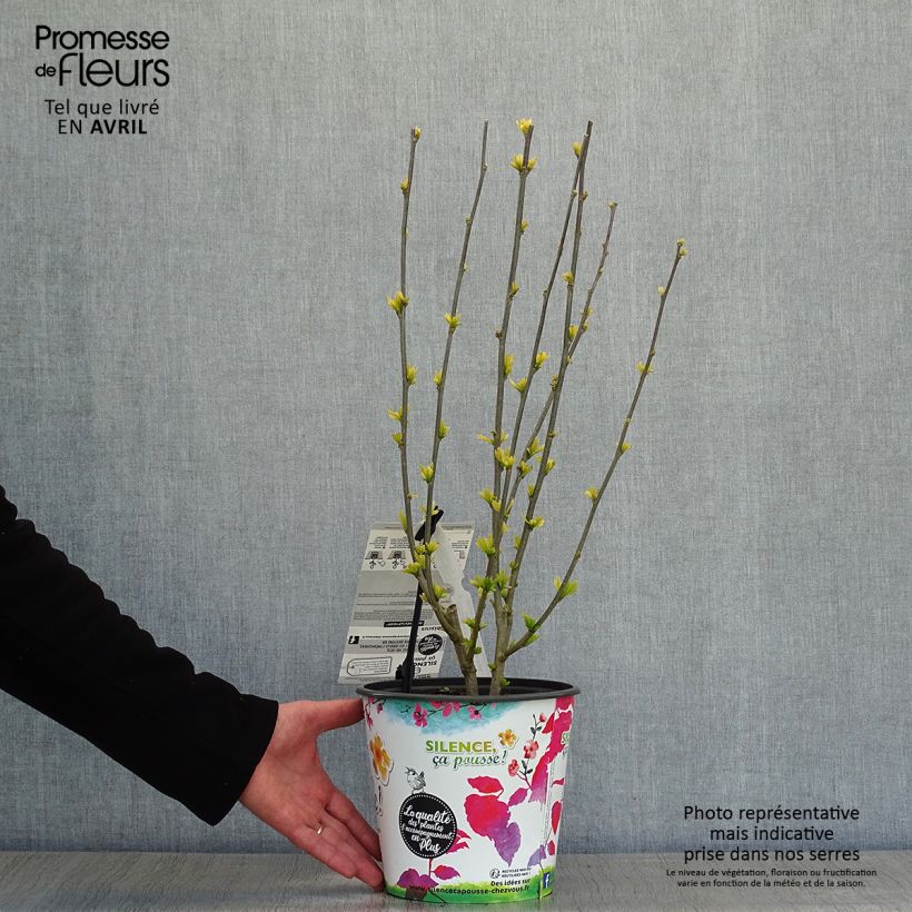 Exemplaar van Hibiscus syriacus Sup'Heart - Tuinhibiscus Pot van 3 l/4 l zoals geleverd in de lente