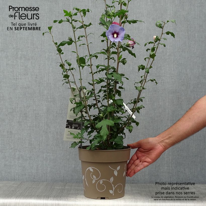 Exemplaar van Hibiscus syriacus Three Sisters - Tuinhibiscus Pot van 6 l/7 l zoals geleverd in de herfst