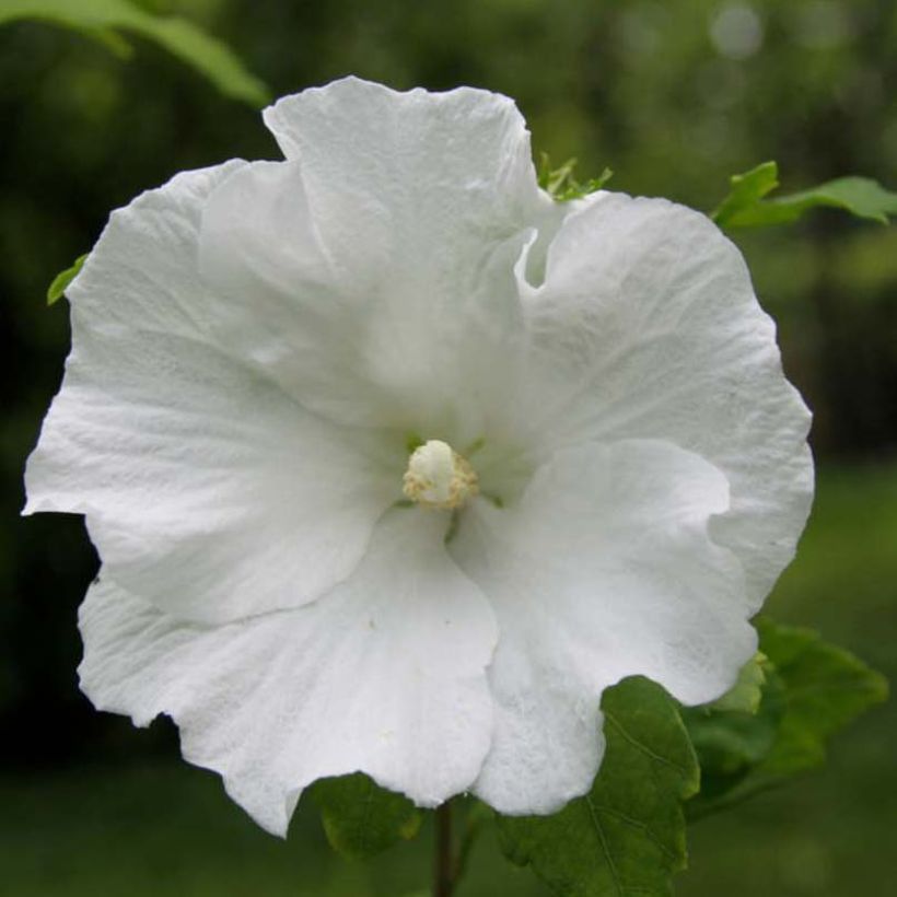 Hibiscus syriacus Totus Albus - Tuinhibiscus (Bloei)