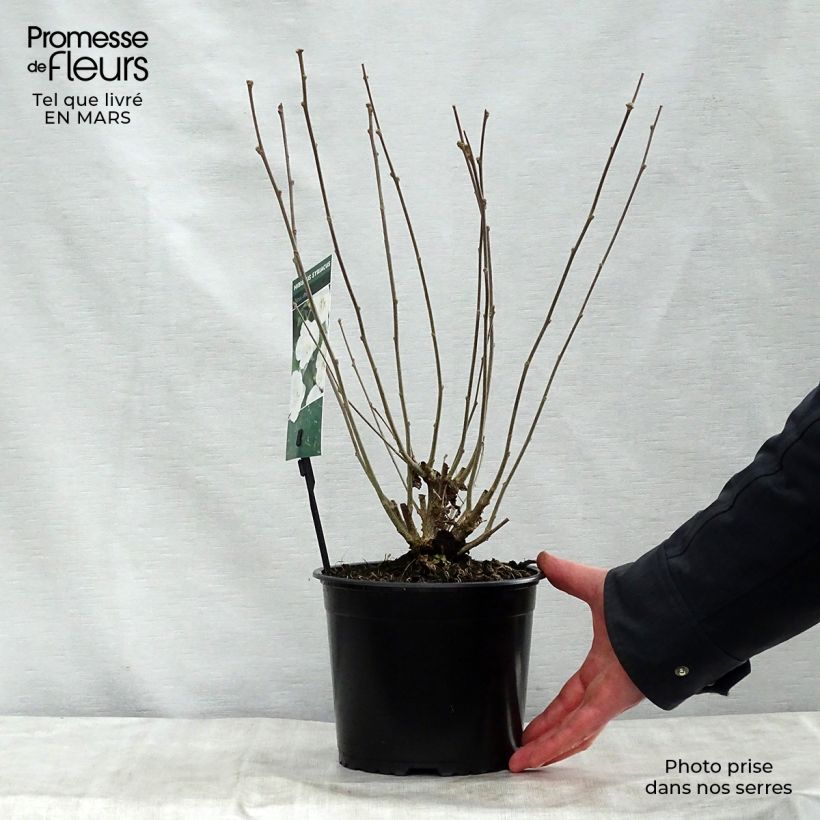 Exemplaar van Hibiscus syriacus Totus Albus - Tuinhibiscus Pot van 2 l/3 l zoals geleverd in de lente