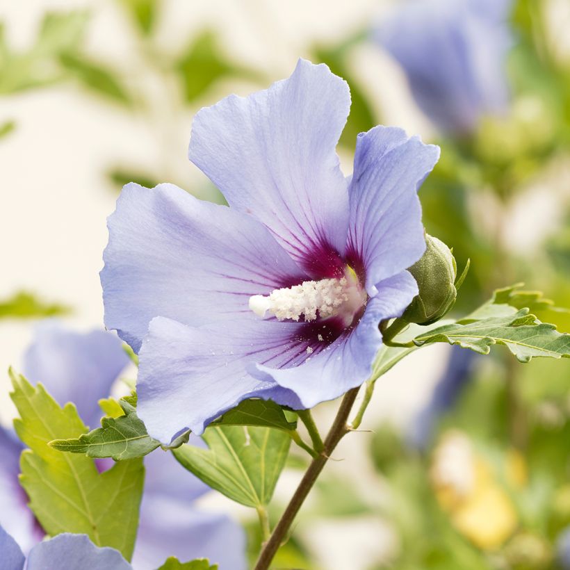 Hibiscus syriacus Ultramarine - Tuinhibiscus (Bloei)