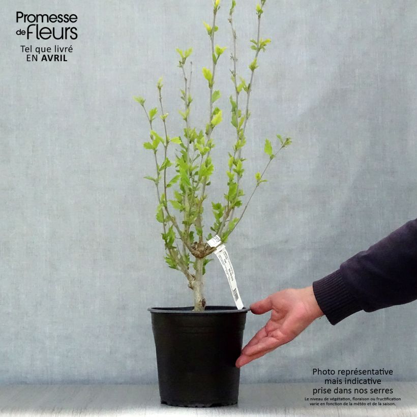 Example of Hibiscus syriacus White Chiffon - Tuinhibiscus Pot van 2 l/3 l as you get in printemps