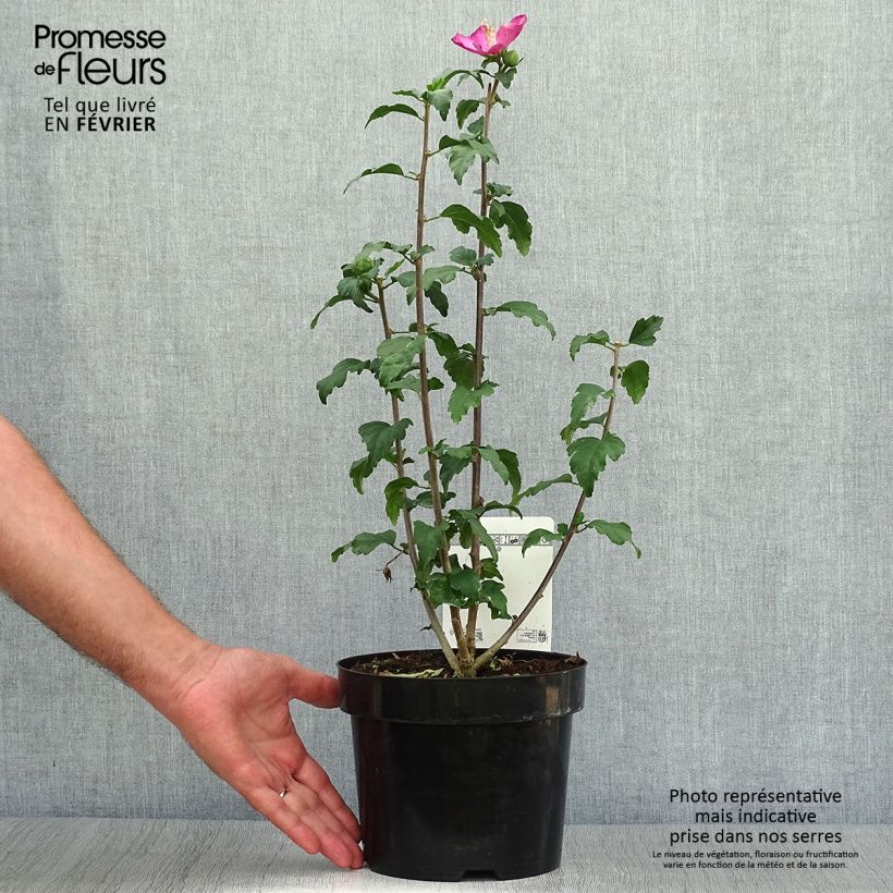 Exemplaar van Hibiscus syriacus Woodbridge - Tuinhibiscus Pot van 2 l/3 l zoals geleverd in de herfst
