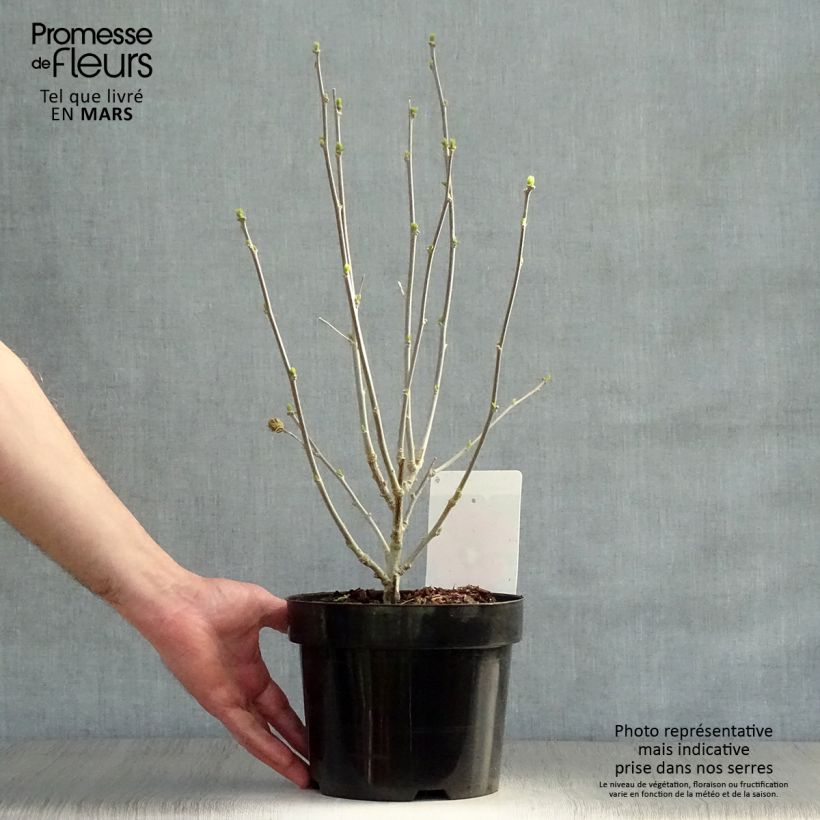 Exemplaar van Hibiscus syriacus Woodbridge - Tuinhibiscus Pot van 2 l/3 l zoals geleverd in de lente