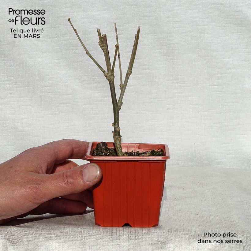 Exemplaar van Hibiscus syriacus Woodbridge - Tuinhibiscus Kweekpotje van 8/9 cm zoals geleverd in de lente