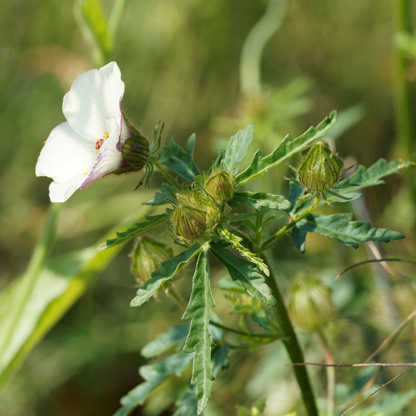 Hibiscus trionum - Drie-urenbloem (Blad)