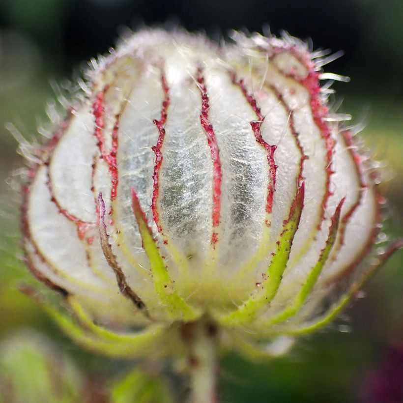 Hibiscus trionum - Drie-urenbloem (Oogst)