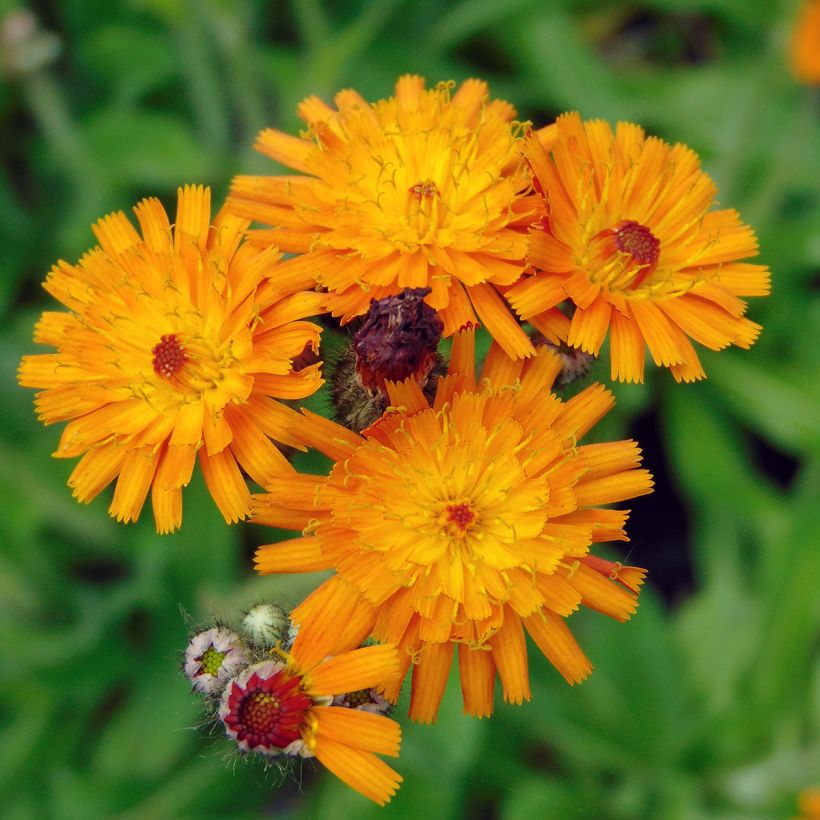 Hieracium aurantiacum - Oranje havikskruid (Bloei)