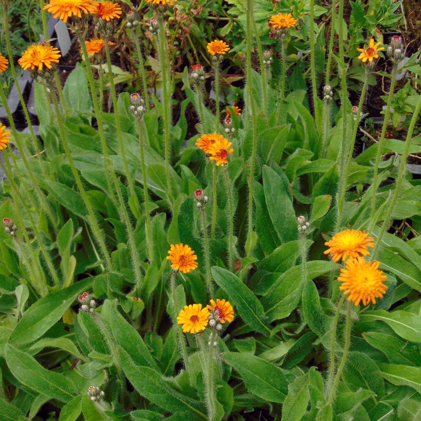 Hieracium aurantiacum - Oranje havikskruid (Groeiplaats)