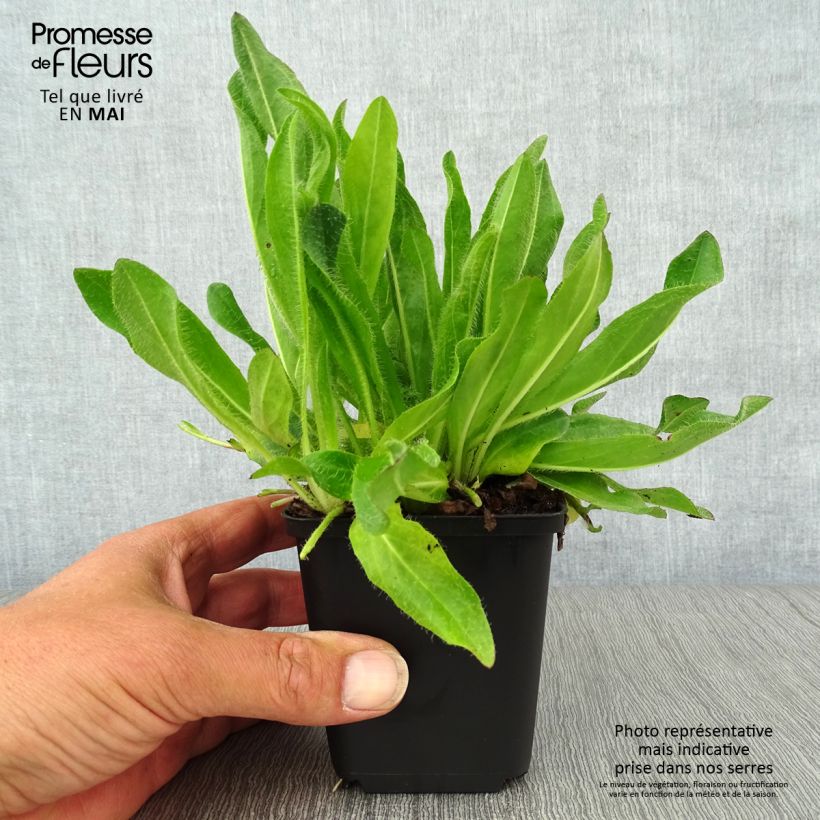 Exemplaar van Hieracium aurantiacum - Oranje havikskruid Kweekpotje van 8/9 cm zoals geleverd in de lente