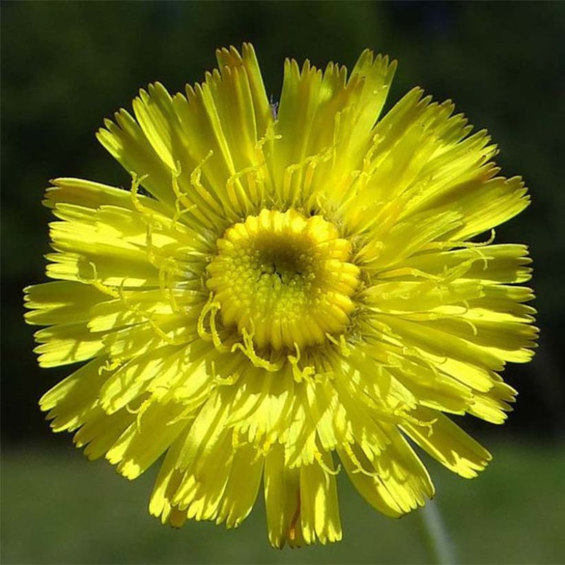 Hieracium pilosella - Muizenoor (Bloei)