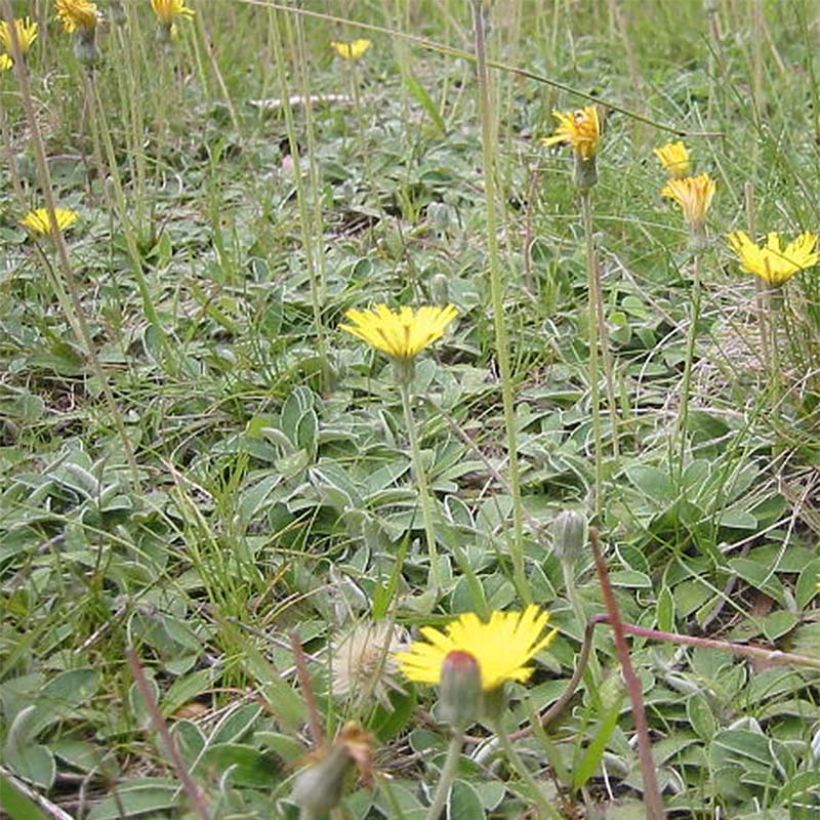 Hieracium pilosella - Muizenoor (Groeiplaats)