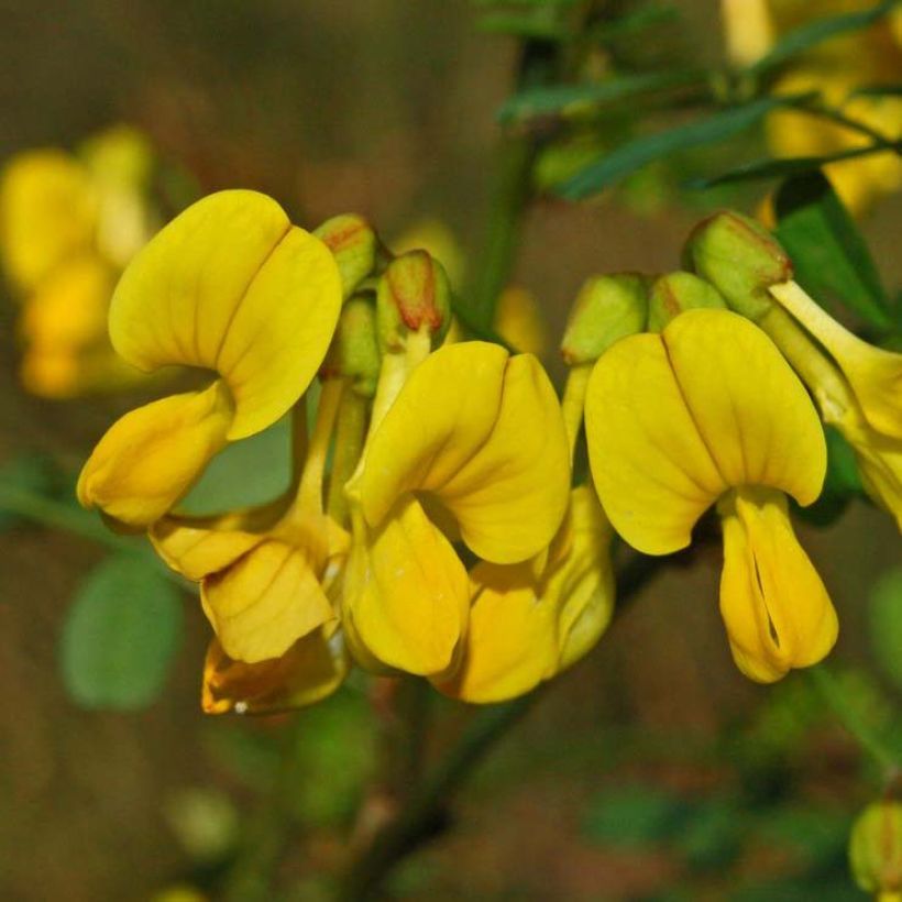 Hippocrepis emerus - Gele hoefijzerbloem (Bloei)