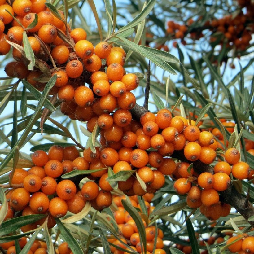 Hippophae rhamnoides - Duindoorn (Oogst)