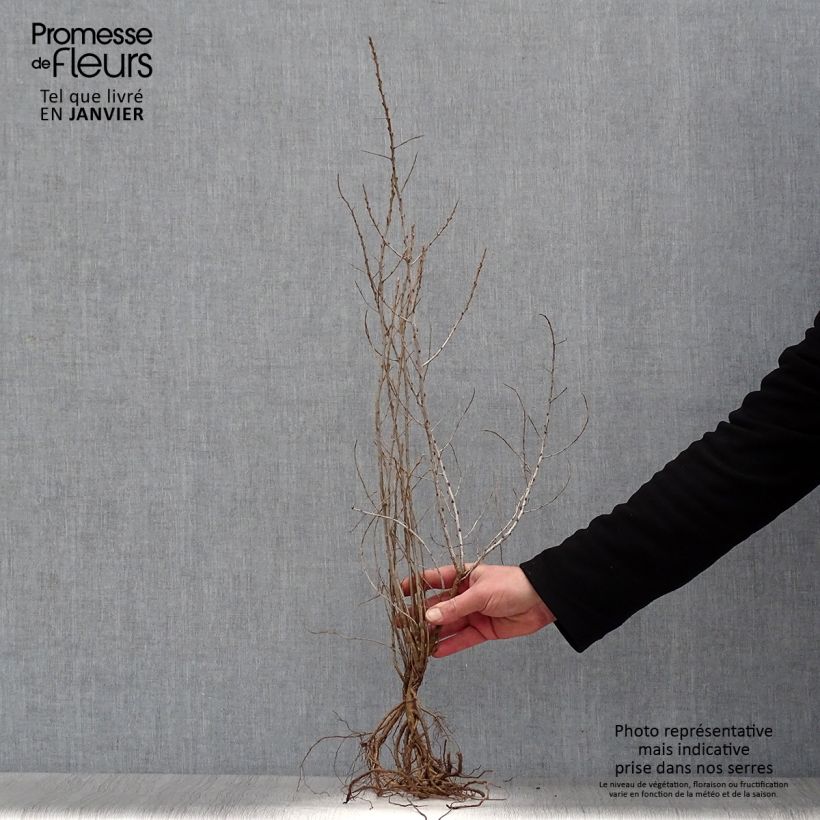 Exemplaar van Hippophae rhamnoides - Duindoorn Naakte wortel zoals geleverd in de winter