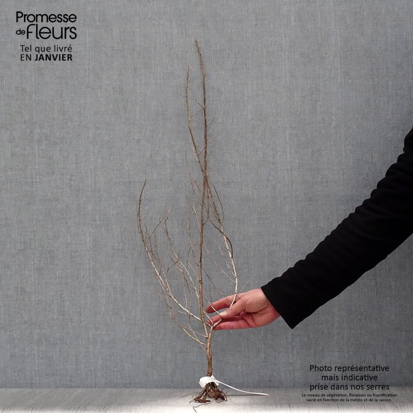 Exemplaar van Hippophae rhamnoides - Duindoorn Naakte wortel, Struik zoals geleverd in de winter