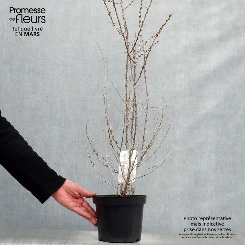 Exemplaar van Hippophae rhamnoides - Duindoorn Pot van 2 l/3 l zoals geleverd in de lente