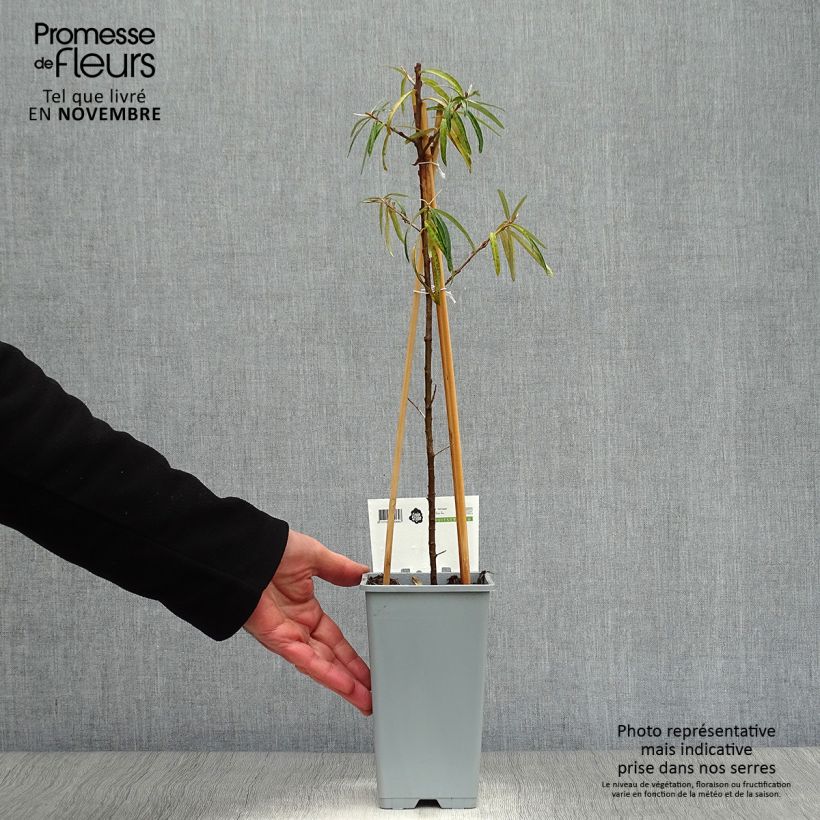 Exemplaar van Duindoorn Friesdorfer Orange - Hippophae rhamnoides Pot van 1,5 l/2 l zoals geleverd in de herfst