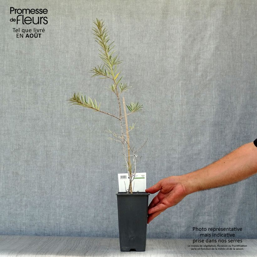 Exemplaar van Duindoorn Friesdorfer Orange - Hippophae rhamnoides Pot van 1,5 l/2 l zoals geleverd in de zomer