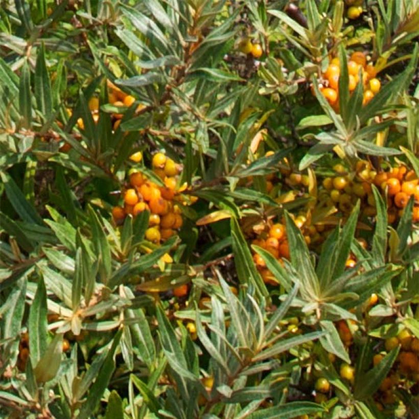 Hippophae rhamnoides Leikora - Duindoorn (Foliage)