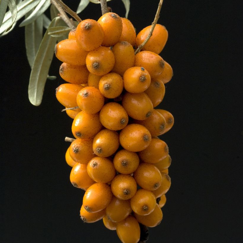 Hippophae rhamnoides Leikora - Duindoorn (Harvest)