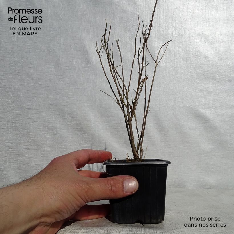 Example of Hippophae rhamnoides Leikora - Duindoorn Kweekpotje van 8/9 cm as you get in printemps