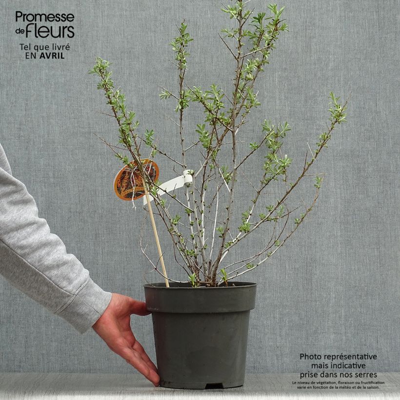 Exemplaar van Hippophae rhamnoides Orange Energy - Duindoorn Pot van 3 l/4 l zoals geleverd in de lente