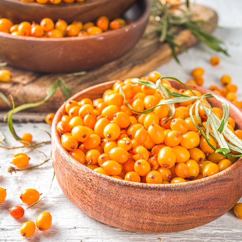 Hippophae rhamnoides Orange Energy - Duindoorn (Oogst)