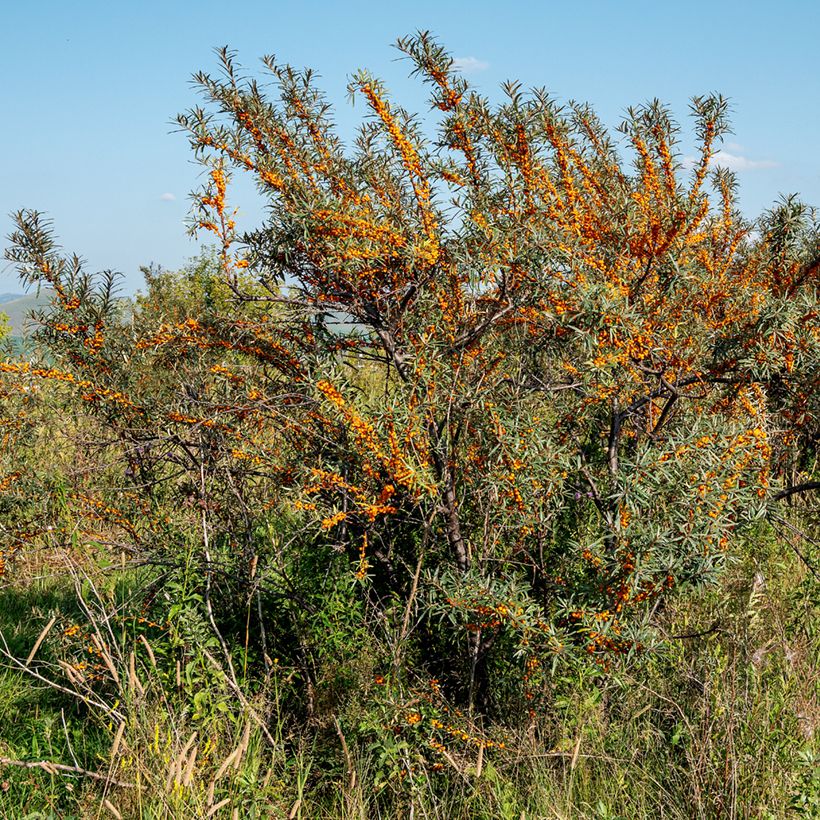 Hippophae rhamnoides Orange Energy - Duindoorn (Groeiplaats)