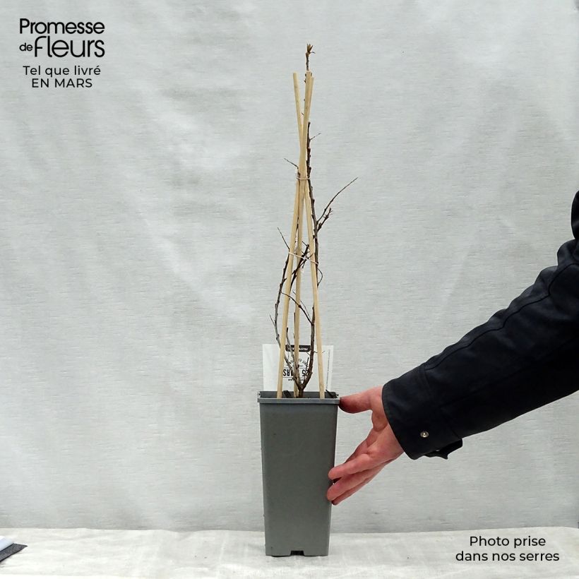 Example of Hippophae rhamnoides Pollmix - Duindoorn Pot van 1,5 l/2 l as you get in printemps