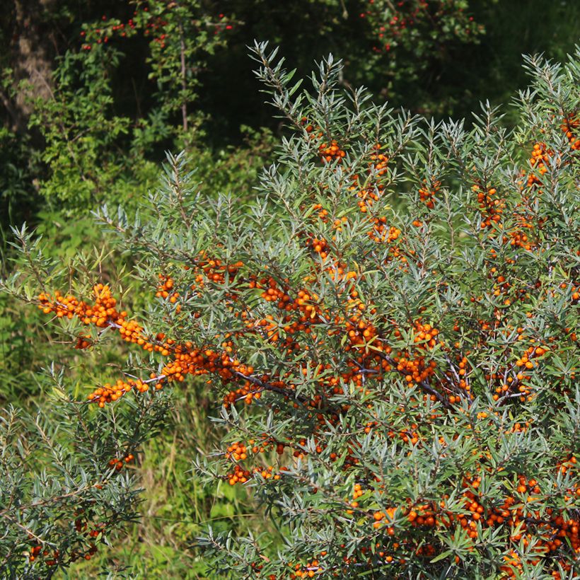 Hippophae rhamnoides Sirola - Duindoorn (Groeiplaats)