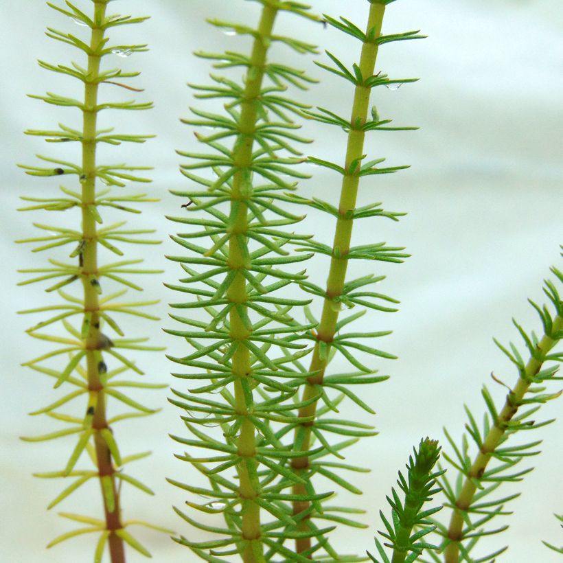 Hippuris vulgaris - Gewone lidsteng (Blad)