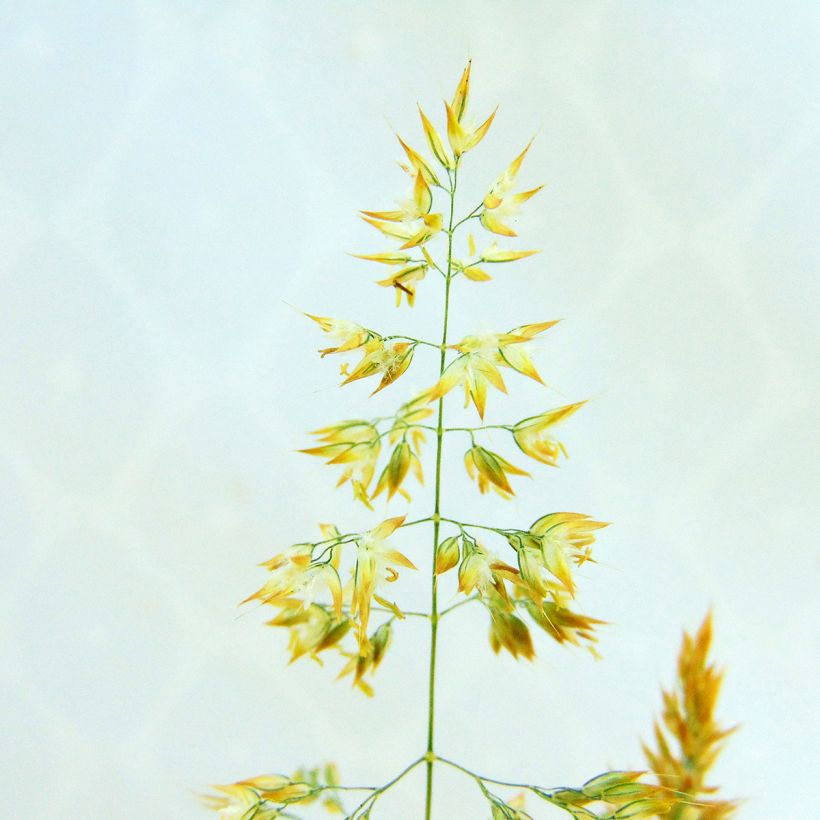 Holcus mollis Albovariegatus - Gladde witbol (Flowering)