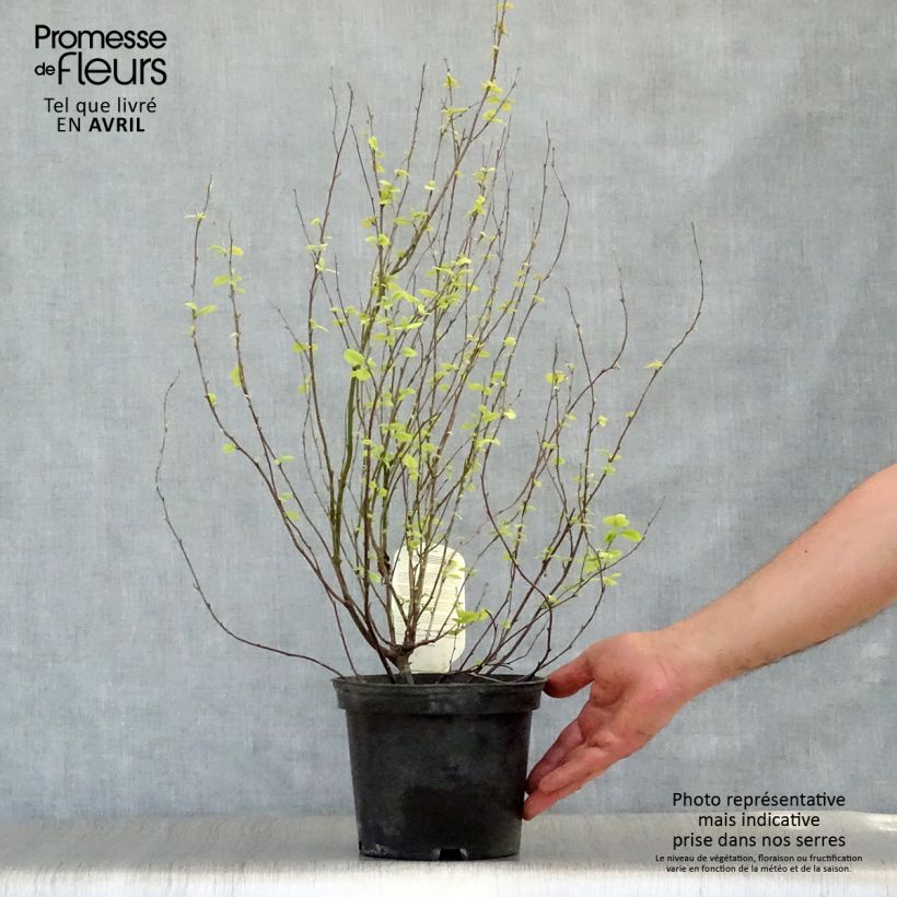 Exemplaar van Holodiscus discolor - Schuimstruik Pot van 4 l/5 l zoals geleverd in de lente