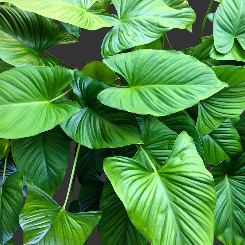 Homalomena Emerald Gem (Blad)