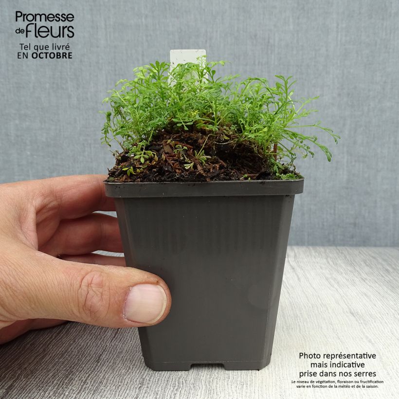 Exemplaar van Hornungia alpina - Gemskers Kweekpotje van 8/9 cm zoals geleverd in de herfst