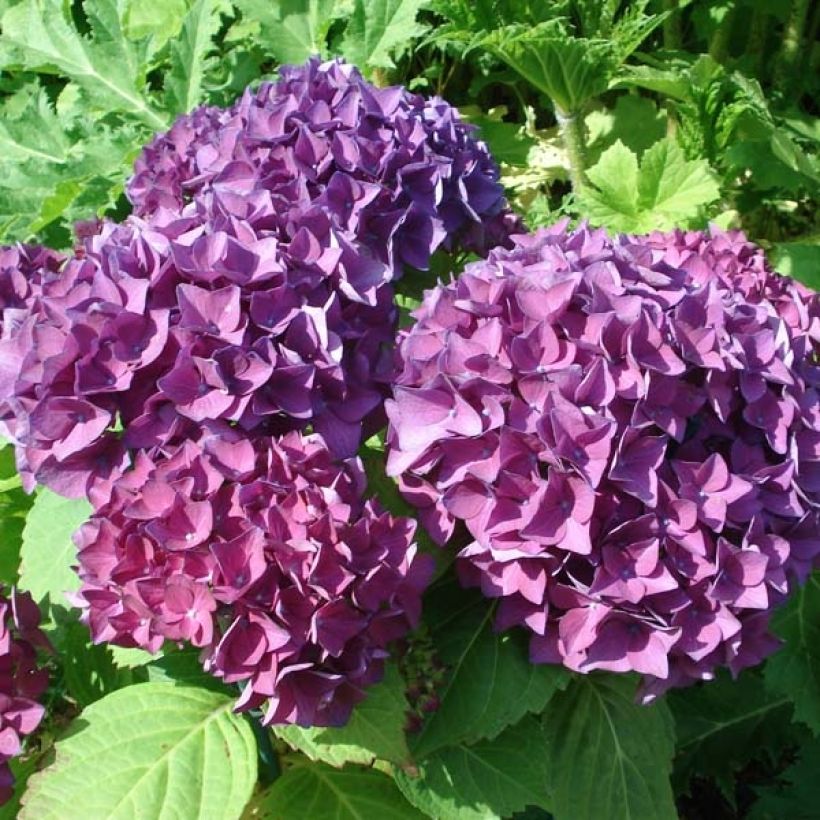 Hydrangea macrophylla Hovaria Hobergine - Bolhortensia (Bloei)