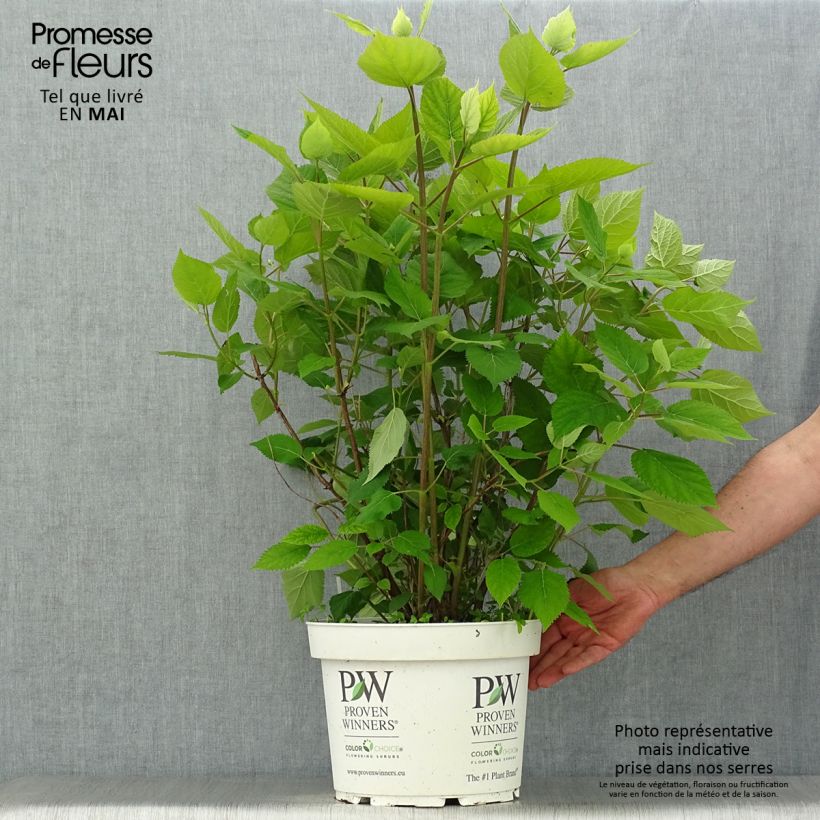 Exemplaar van Hydrangea arborescens Lime Rickey bio - struikhortensia Pot van 7,5 l/10 l zoals geleverd in de lente